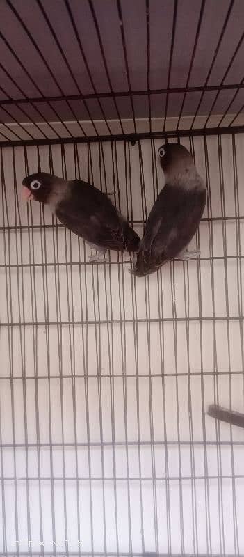 For Sale Lovebirds 3