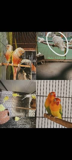 pineapple conure highlightedfactor,frill back pegion, lovebird,budgies