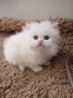 Persian kittens/long coat kittens /kitties/cat baby