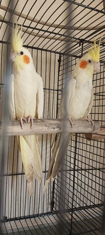 cocktail breeder pair for sale contact 0/3/3/6/5/0/2/3/6/7/4 0