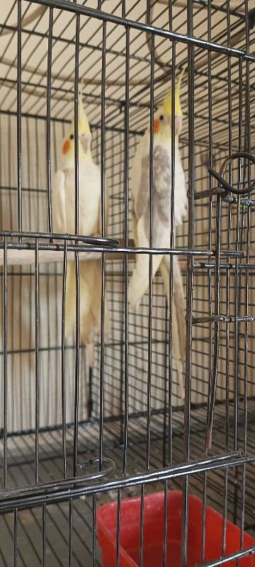 cocktail breeder pair for sale contact 0/3/3/6/5/0/2/3/6/7/4 6