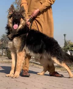 Belgium shepherd Long coat full security guard male for sale