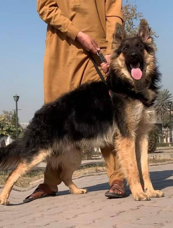 Belgium shepherd Long coat full security guard male for sale 1