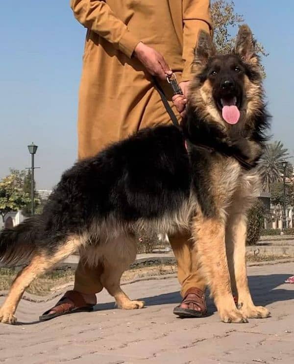 Belgium shepherd Long coat full security guard male for sale 2