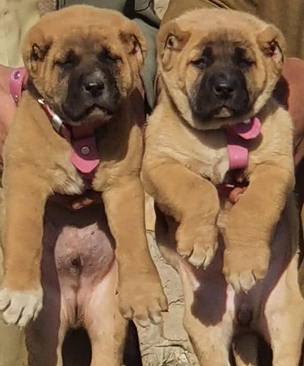 Kurdish Kangal security Dog 2 month pair for sale heavy bone 0