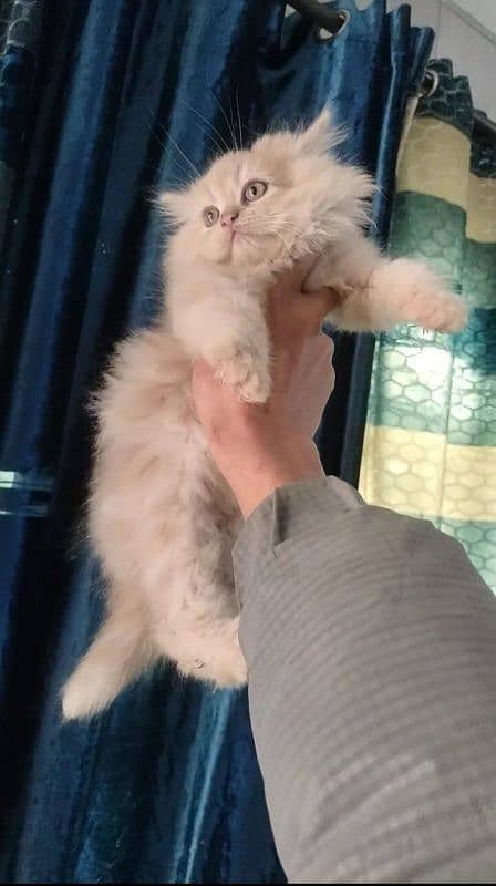 Persian kittens for sale 1