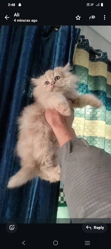 Persian kittens for sale 3