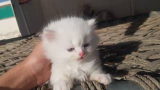 persian kitten triple coar