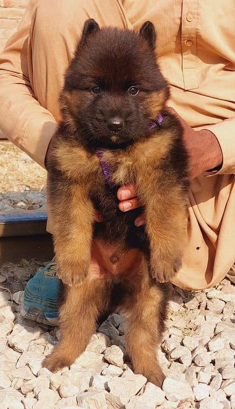 German shepherd long coat male havey bone stacture for sale 0