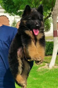 German shepherd long coat male havey bone stature for sale