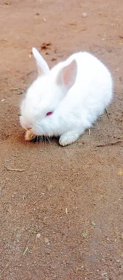 red eyes rabbit