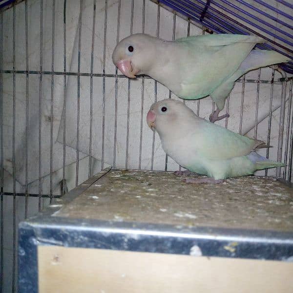 Pair of lovebird   brider paper white albaino black eyes 1