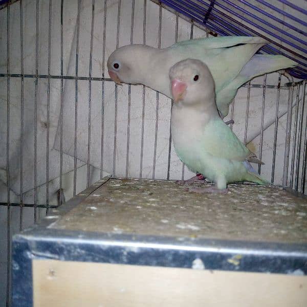 Pair of lovebird   brider paper white albaino black eyes 2