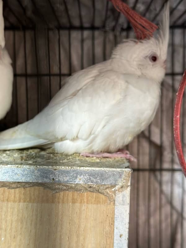 Beautiful eno cocktail red eye |Nail,Tail,Fly all ok |Fully covered 3