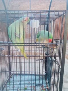 raw parrot pair