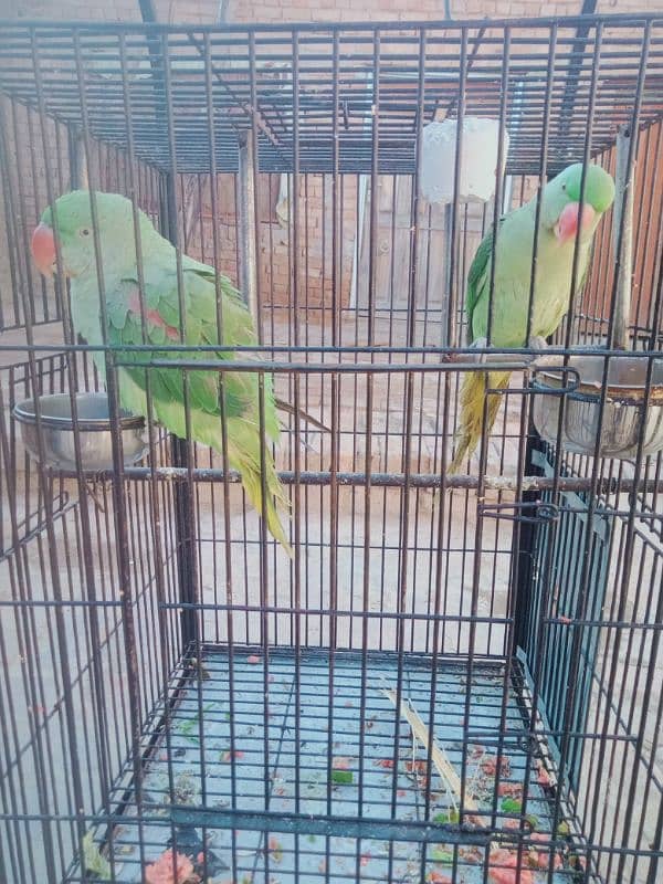 raw parrot pair 1