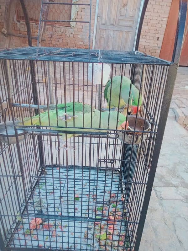 raw parrot pair 2