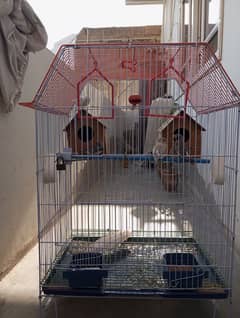 2 finches Pair and 1 male finch for sale Urgent with cage