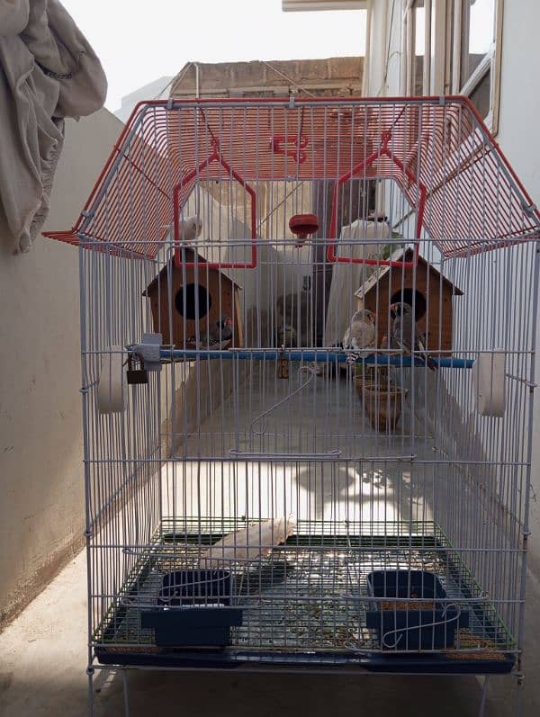 2 finches Pair and 1 male finch for sale Urgent with cage 0