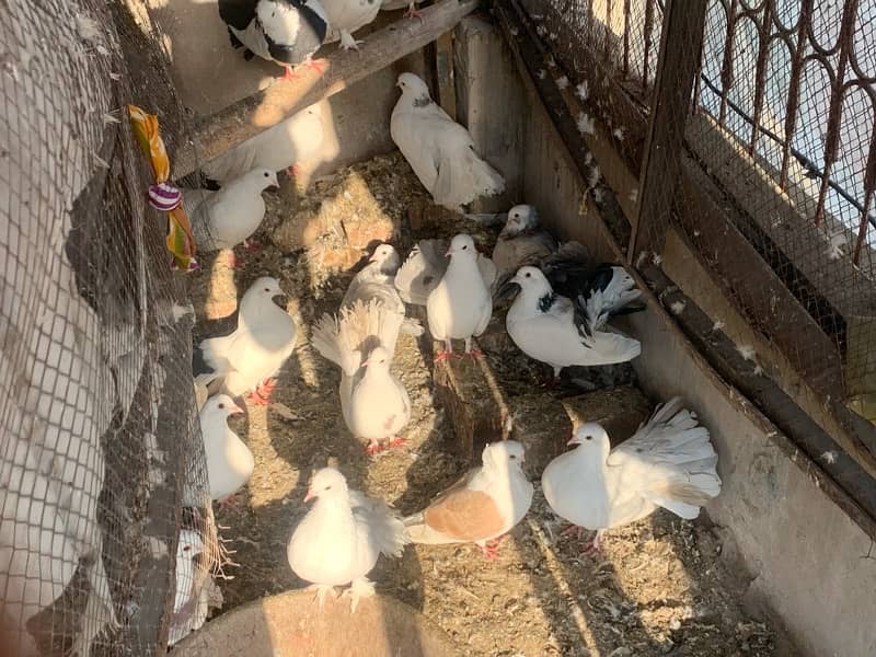 6 breeder pigeon pair For urgent sale 0