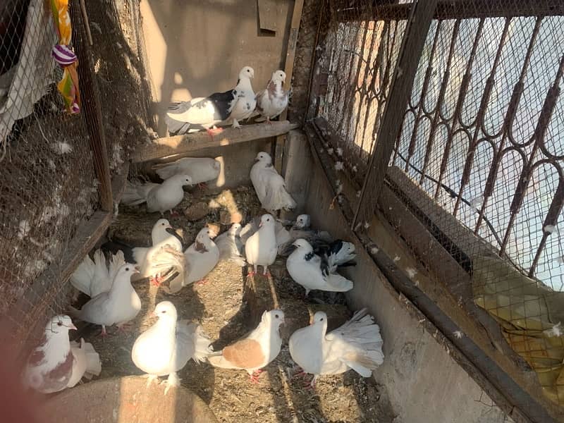 6 breeder pigeon pair For urgent sale 1