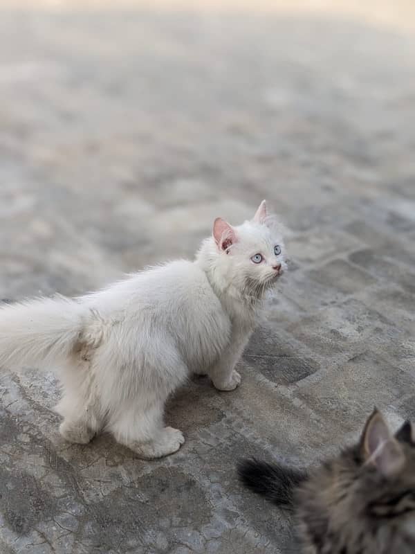 persian Kittens 0