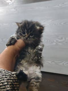 persian male kitten 03234102419