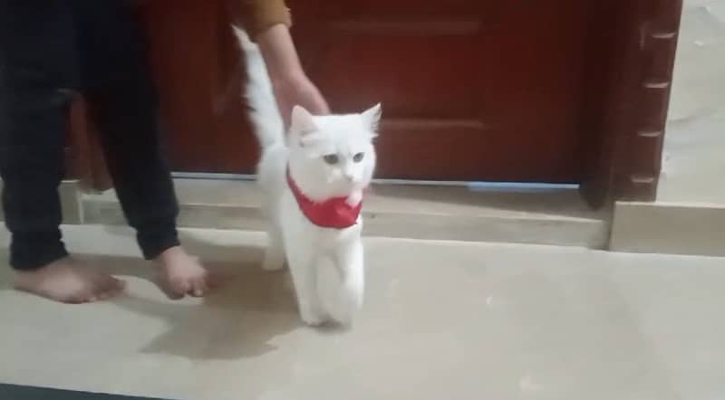 persian cat male / persian cat female / white persian cat 1