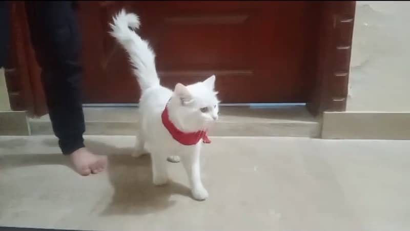 persian cat male / persian cat female / white persian cat 2