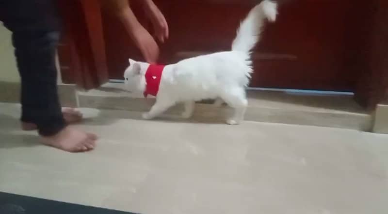 persian cat male / persian cat female / white persian cat 3