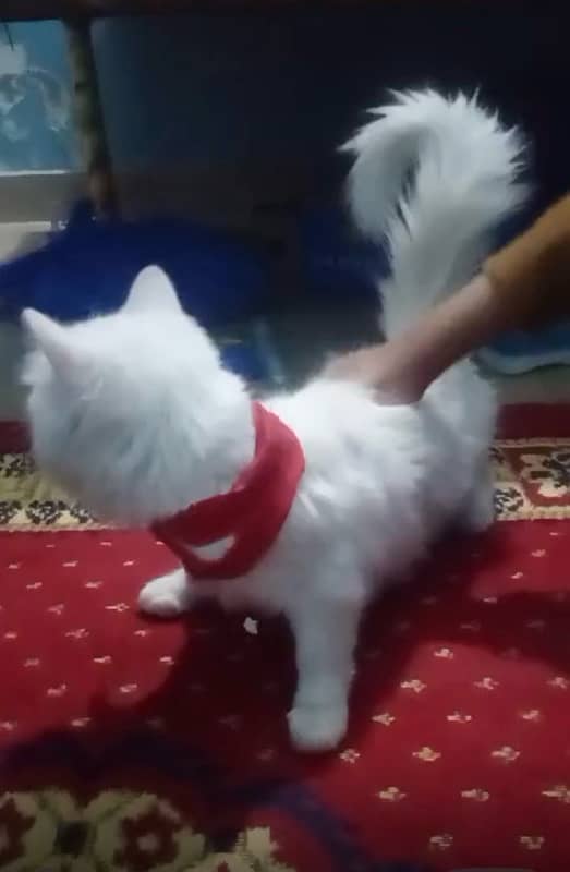 persian cat male / persian cat female / white persian cat 4