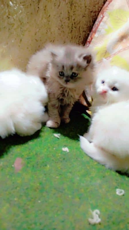 pure parchian tripple coated expensive kittens 2