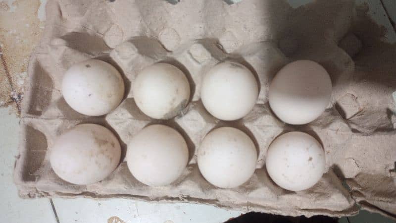 FERTILE DUCK EGG AVAILABLE 1