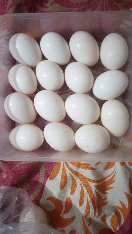 FERTILE DUCK EGG AVAILABLE 3