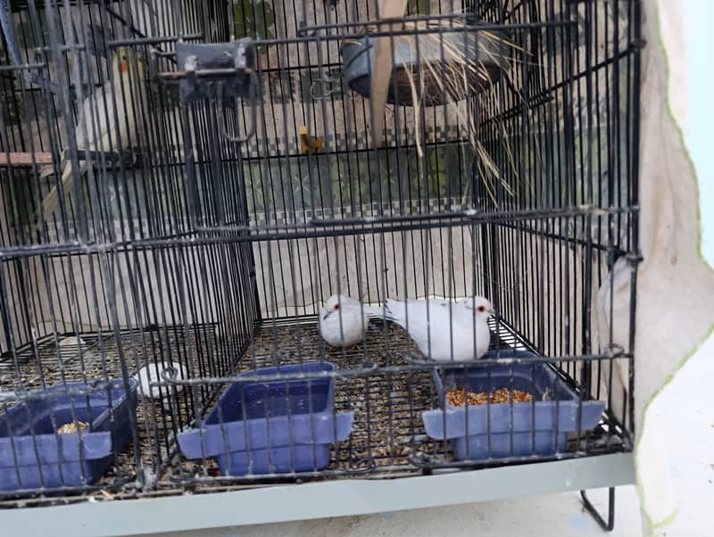 Diamond Pied Dove Pair with Egg 0