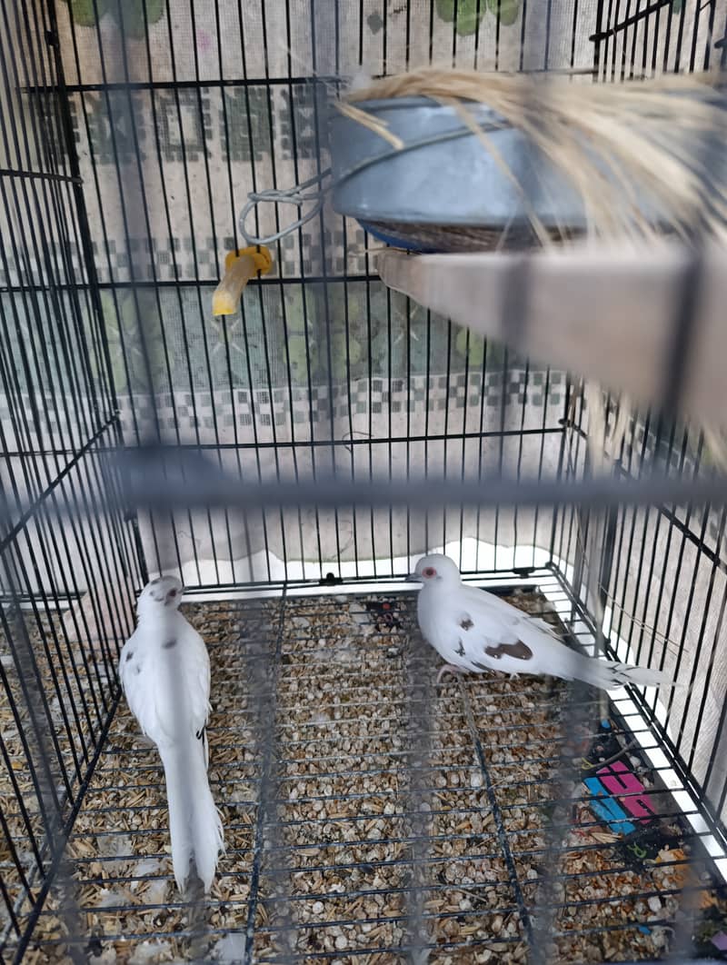 Diamond Pied Dove Pair with Egg 2