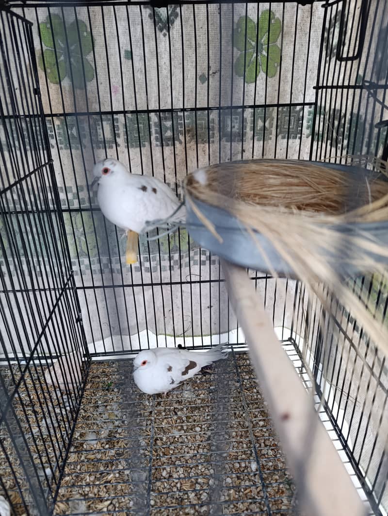 Diamond Pied Dove Pair with Egg 4