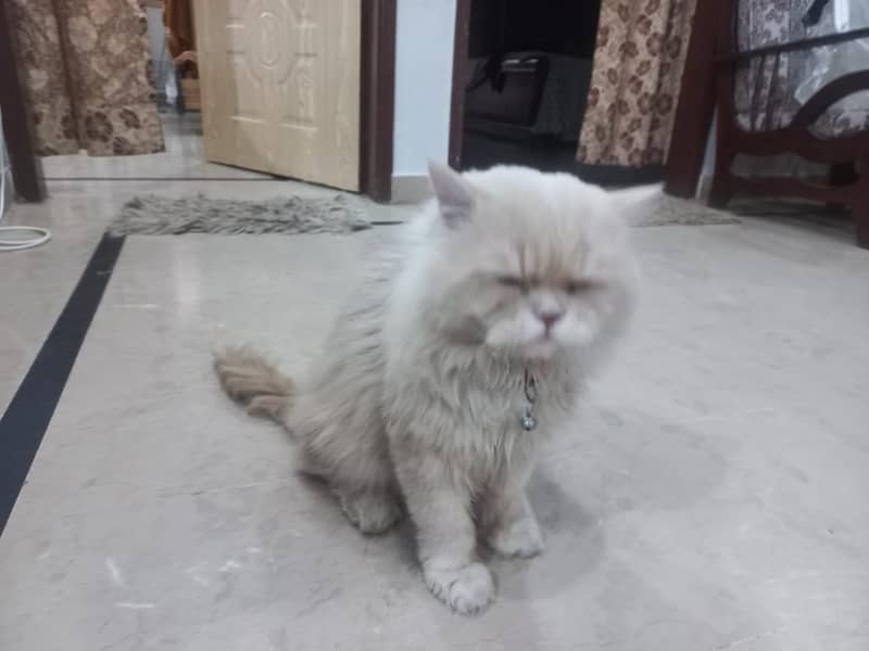 parsian cat 1