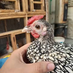 Silver Sebright Male Chicks for Sale – 4 Month (1 Rose Comb) Hens