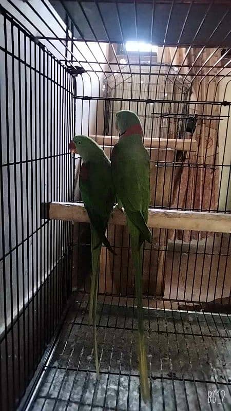 Raw Parrot Pair sell + Pinjaraa Brand new Barra hen phari grey macaw k 0