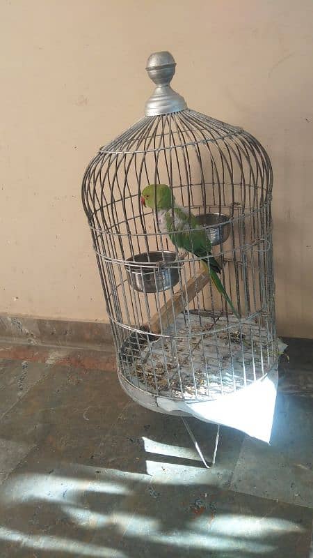 Green Ring neck Mitho with Cage 2