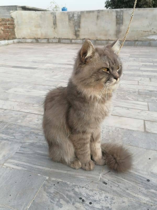 Persian Male cat breeder 1