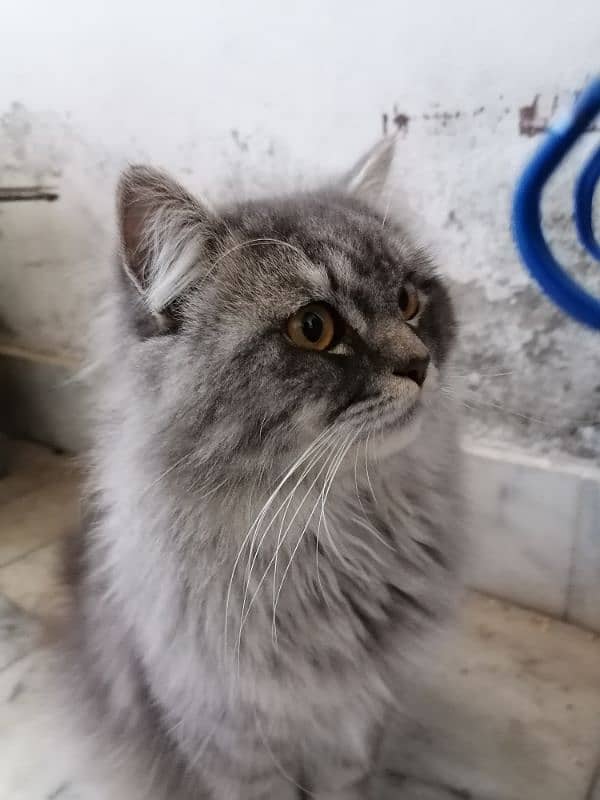 Persian Male cat breeder 2