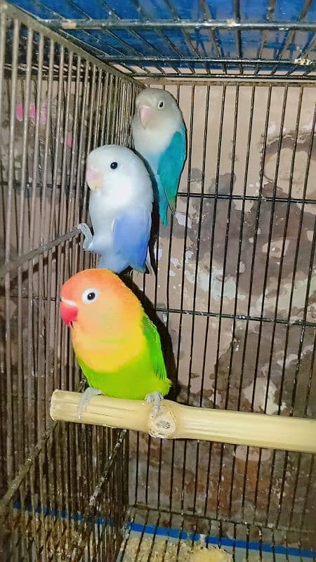 Boom Boom offer love bird pair and one extra female 0