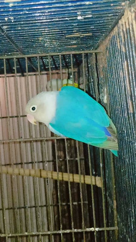 Boom Boom offer love bird pair and one extra female 1