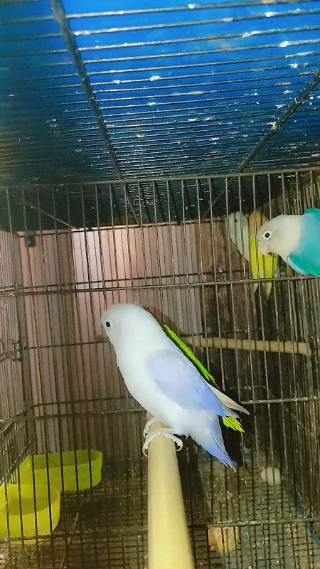 Boom Boom offer love bird pair and one extra female 2