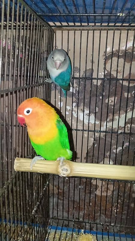 Boom Boom offer love bird pair and one extra female 3