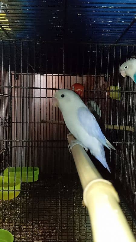 Boom Boom offer love bird pair and one extra female 4