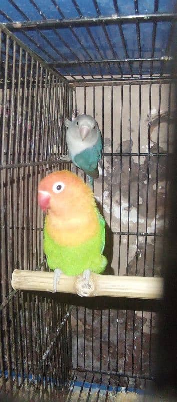 Boom Boom offer love bird pair and one extra female 5