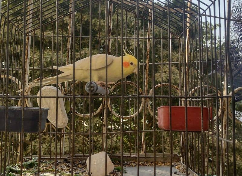 white Cockatiel 0